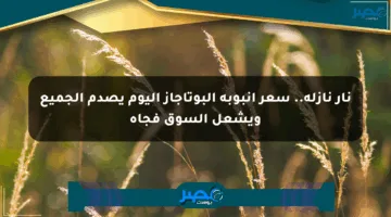 نار نازلة.. سعر أنبوبة البوتاجاز اليوم يصدم الجميع ويشعل السوق فجأة